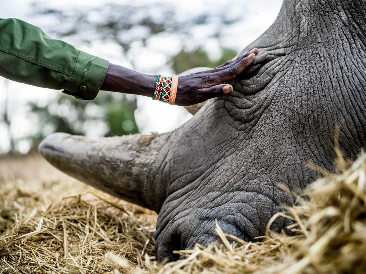 Justin Motto Northern White Rhino ThinkTankPhoto