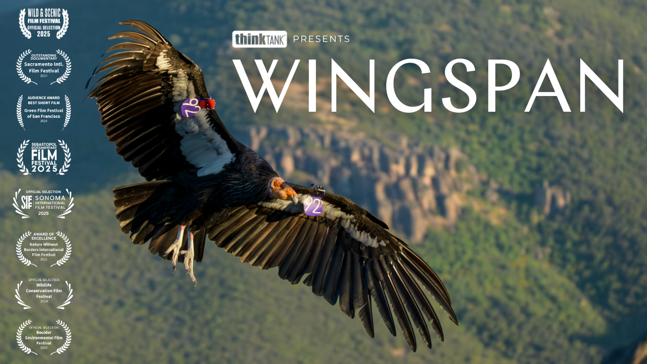Think Tank Presents: Wingspan — California Condors and the Art of Conservation Photography